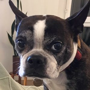 Meet your Posher, Devon